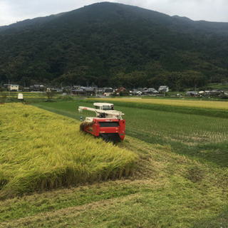 元気つくし30kg 白川米　玄米 令和元年産