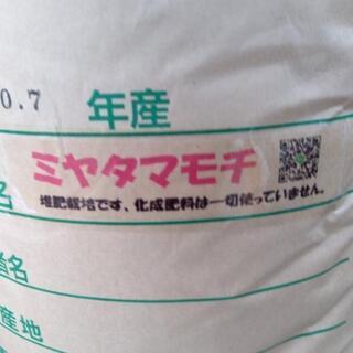 令和2年の餅米ミヤタマモチ玄米 10キロ