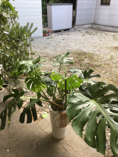 観葉植物　モンステラ