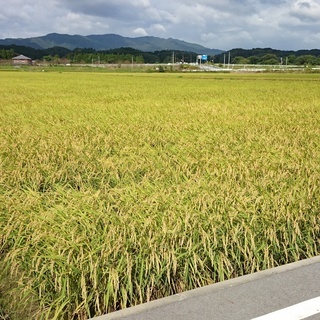 新年特価3割引 熊本有機農法竹炭米（ヒノヒカリ玄米30ｋ）31年間無農薬栽培② 新年特価3割引 熊本有機農法竹炭米（ヒノヒカリ玄米30k）31年間無農薬