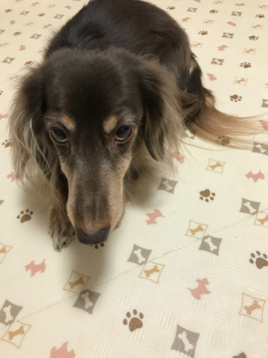 12歳 ミニチュアダックス人懐っこく遊びが大好きです 明日の風 稲穂のその他の里親募集 ジモティー