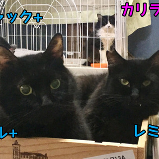 黒猫オスのリルの家族になってください。 − 東京都