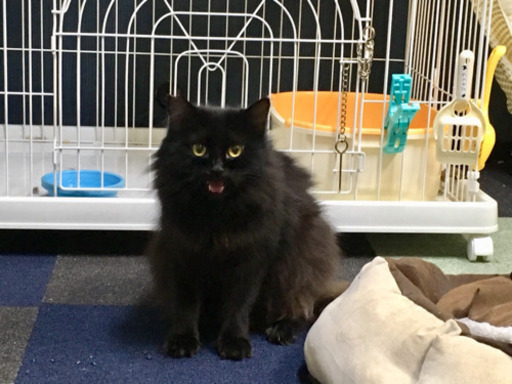 モフモフの黒猫の家族になってください 玉サブロー 八幡山の猫の里親募集 ジモティー