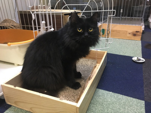 モフモフの黒猫の家族になってください 玉サブロー 八幡山の猫の里親募集 ジモティー モフモフの黒猫の家族になってください 玉サブロー 八幡山の猫の里親募集 ジモティー