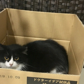 白黒半長毛の美猫ラムの家族になってください