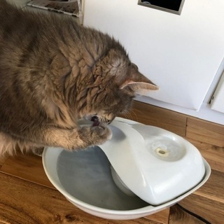 無料)猫用給水器