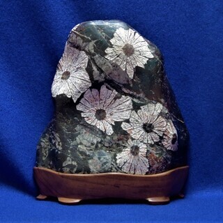 銘 嵯峨野】岐阜県本巣市根尾谷産 菊花石 磨き石 日本愛石館館長 小森