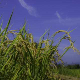 「もち米」令和２年産【玄米10キロ】広島県産　天日干し（はぜ干し...