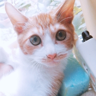 【募集停止中です】４カ月の子猫　男の子です − 兵庫県