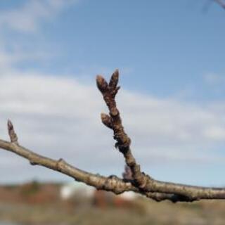 Q7 PENTAX ペンタックス ダブルズーム 魚眼レンズ付