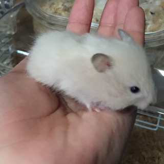 ロングヘアーハムスター2〜3匹 (みぃみ) 薬園台のその他の里親募集｜ジモティー - Thumb 0