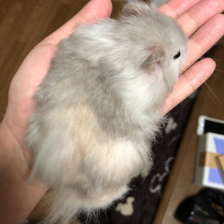 ロングヘアーハムスター2〜3匹 (みぃみ) 薬園台のその他の里親募集｜ジモティー - Thumb 0