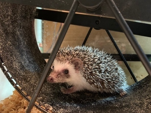 ハリネズミベビー ちょび 桐生のその他の里親募集 ジモティー