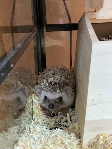 ハリネズミベビー ちょび 桐生のその他の里親募集 ジモティー