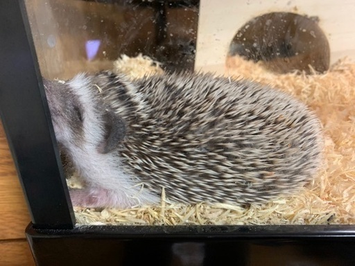 ハリネズミベビー ちょび 桐生のその他の里親募集 ジモティー ハリネズミベビー ちょび 桐生のその他の里親募集 ジモティー