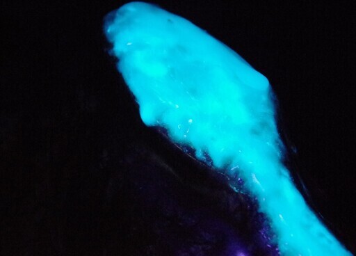 蛍光蛇石　ブラックライトで発光　財運オブジェ　ＵＶランプ対応　白蛇　蓄光蛍光加工　金ラメ入り 蛍光蛇石 ブラックライトで発光 財運オブジェ UVランプ対応 白蛇