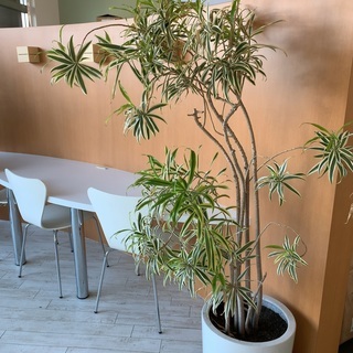 観葉植物　中身(植木)のみ　あげます