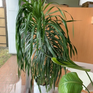 観葉植物　中身のみ