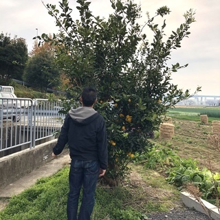 柚子の木 差し上げます。但し根ごと掘り起こし→運搬までしてくださ...