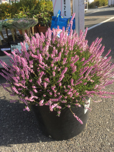 観葉植物　エリカ　カルーナ八重咲