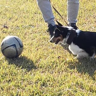 サッカーボール譲ってください❗