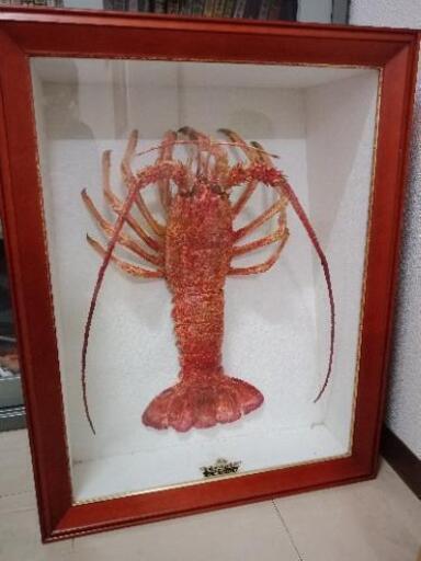 伊勢海老はく製