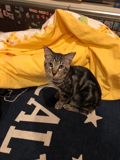 生後約8ヶ月のアメショミックス？男の子の里親募集です。 (ゆっこ 