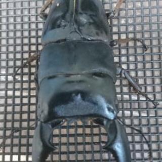 スマトラオオヒラタクワガタ ♂ハーキュリーMT血統 ♀別血統ペア