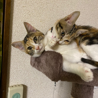 三毛猫姉妹3か月