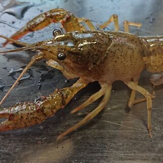 大阪府のザリガニ 中古あげます 譲ります ジモティーで不用品の処分