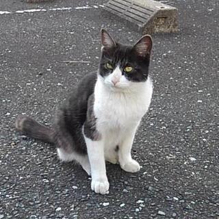 白黒の猫を保護しています