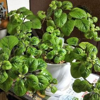 観葉植物 スウェーデンアイビー まろん プロフ必読 札幌のその他の中古あげます 譲ります ジモティーで不用品の処分 観葉植物 スウェーデンアイビー まろん プロフ必読 札幌のその他の中古あげます 譲ります ジモティーで不用品の処分