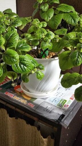 観葉植物 スウェーデンアイビー まろん プロフ必読 札幌のその他の中古あげます 譲ります ジモティーで不用品の処分 観葉植物 スウェーデンアイビー まろん プロフ必読 札幌のその他の中古あげます 譲ります ジモティーで不用品の処分