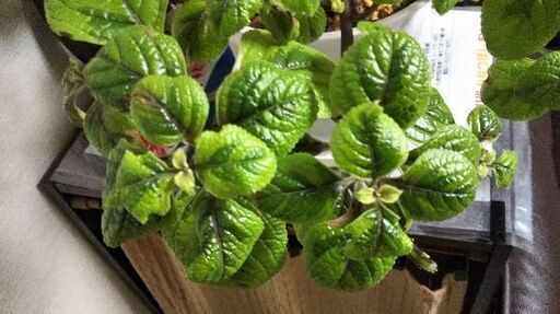 観葉植物 スウェーデンアイビー まろん プロフ必読 札幌のその他の中古あげます 譲ります ジモティーで不用品の処分