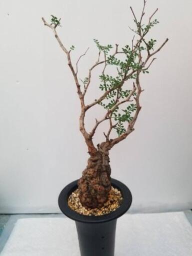 オペルクリカリアパキプス発芽済み(美肌ゴツゴツタイプ)