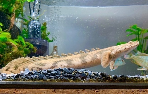 値下げしました！熱帯魚ポリプテルス5種類6匹（エンドリケリー・デルヘッジ・ビュティコフェリ・モケーレムベンベ・パルマスポーリー）