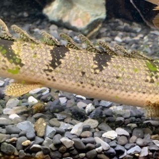 値下げしました！熱帯魚ポリプテルス5種類6匹（エンドリケリー