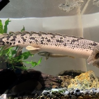 値下げしました！熱帯魚ポリプテルス5種類6匹（エンドリケリー・デルヘッジ・ビュティコフェリ・モケーレムベンベ・パルマスポーリー）