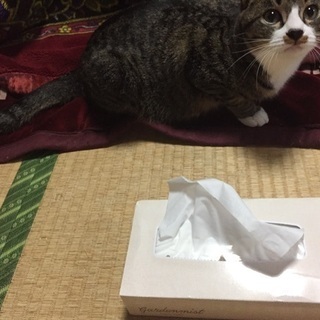 猫の里親募集  キジトラ　　　(鼻の周りが白い) - 長崎市