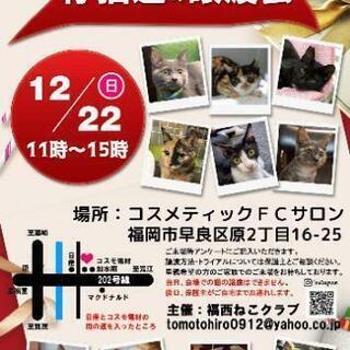 ５ヶ月までの猫ちゃんの譲渡会IN福岡市☺️
