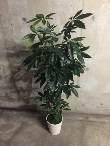 光触媒 人工観葉植物 パキラ Tarou2 名古屋のその他の中古あげます 譲ります ジモティーで不用品の処分 光触媒 人工観葉植物 パキラ Tarou2 名古屋のその他の中古あげます 譲ります ジモティーで不用品の処分