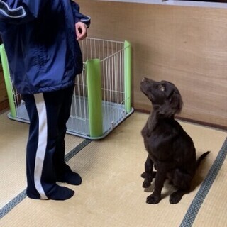 【名古屋】愛犬の気持ちがわかる飼い主になろう！ - ペット