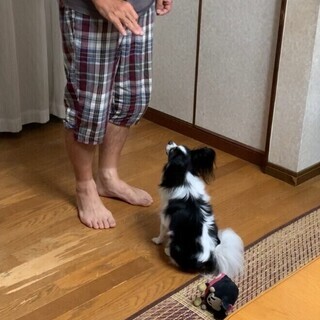 【名古屋】愛犬の気持ちがわかる飼い主になろう！ − 愛知県