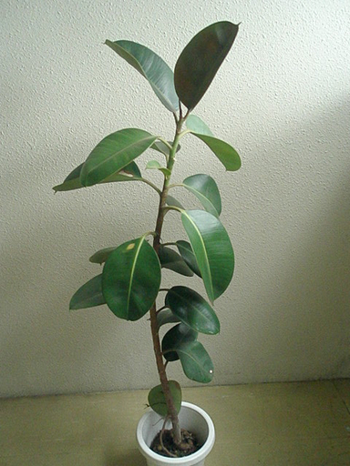 【 ジモティー 】訳あり　観葉植物　ゴムの木100cm　全高120cmくらい