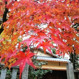 〜ゆる茶〜キラキラ魅力のスイッチ探し✨in Kyoto