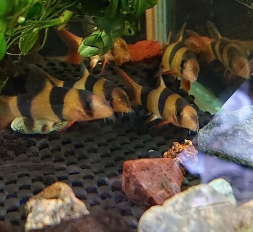 クラウン ローチ アクアリウムドジョウ ジモティーアクア 宮之阪のその他の中古あげます 譲ります ジモティーで不用品の処分