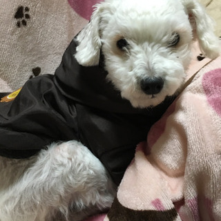 徳島県の犬の里親募集 ジモティー 徳島県の犬の里親募集 ジモティー