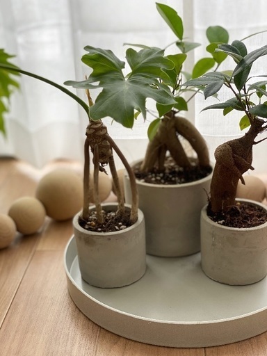 変わった形のガジュマル 植物 癒し 元気 植え替え済み こやま 桜新町のその他の中古あげます 譲ります ジモティーで不用品の処分 変わった形のガジュマル 植物 癒し 元気 植え替え済み こやま 桜新町のその他の中古あげます 譲ります ジモティーで不用品の処分