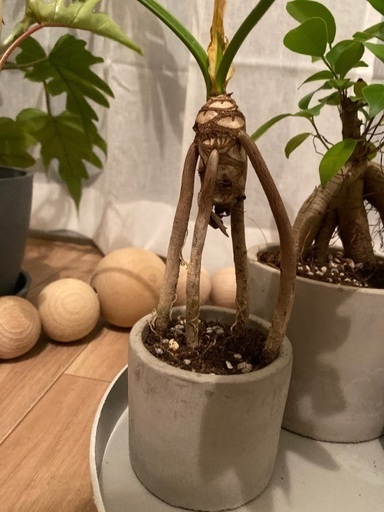 変わった形のガジュマル 植物 癒し 元気 植え替え済み こやま 桜新町のその他の中古あげます 譲ります ジモティーで不用品の処分 変わった形のガジュマル 植物 癒し 元気 植え替え済み こやま 桜新町のその他の中古あげます 譲ります ジモティーで不用品の処分