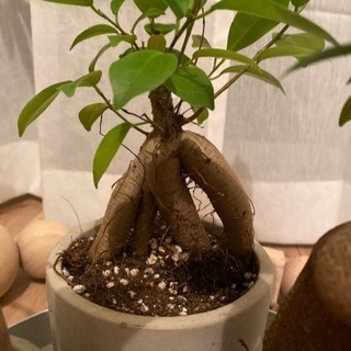 変わった形のガジュマル 植物 癒し 元気 植え替え済み